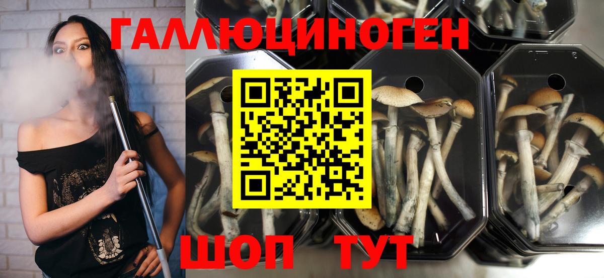 Александров  Галлюциногенные грибы мицелий  Вход с VPN 